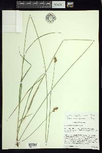 Carex tincta image