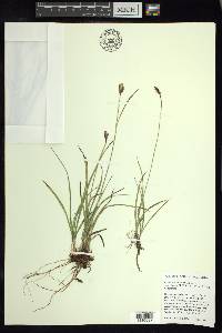 Carex scirpoidea image