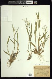 Dichanthelium scoparium image