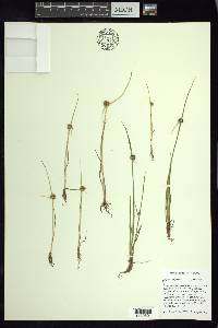 Cyperus difformis image