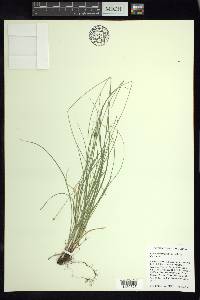 Carex texensis image