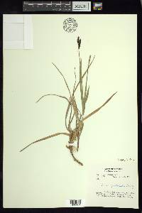 Carex spectabilis image