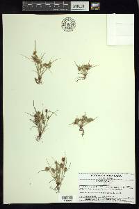 Cyperus squarrosus image