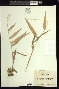 Dichanthelium polyanthes image