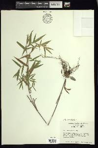 Dichanthelium scoparium image