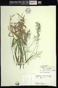 Dichanthelium laxiflorum image