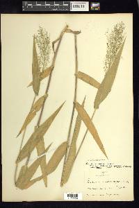 Dichanthelium polyanthes image