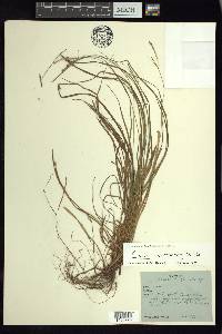 Carex virescens image