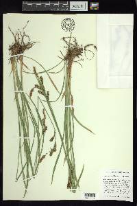 Carex spectabilis image