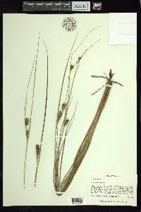 Carex striata image