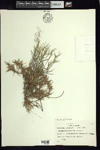 Dichanthelium portoricense image