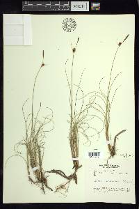 Carex rotundata image