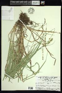 Carex sparganioides image