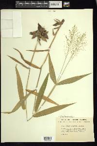 Dichanthelium polyanthes image