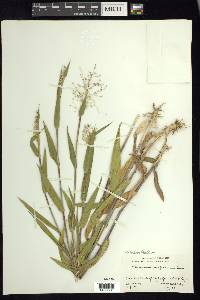 Dichanthelium scoparium image