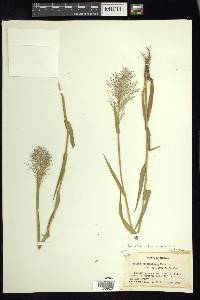 Dichanthelium sphaerocarpon image
