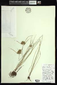 Cyperus × mesochorus image