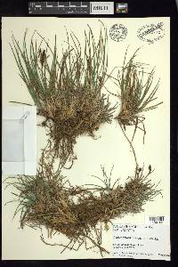 Carex nigra image