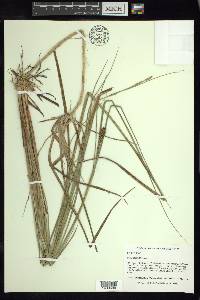 Carex striata image