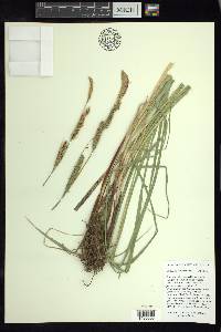 Carex sartwelliana image