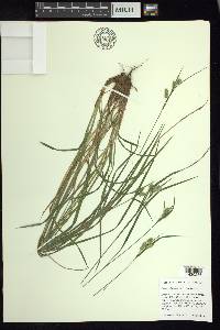 Carex pallescens image