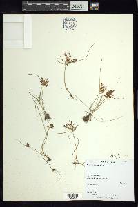 Cyperus diandrus image