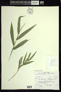 Dichanthelium xanthophysum image