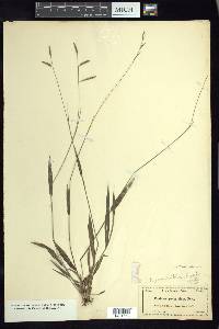 Setaria geminata image