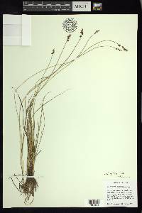 Carex echinata image