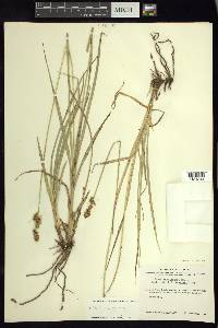 Carex marianensis image