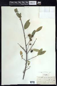 Frangula californica image