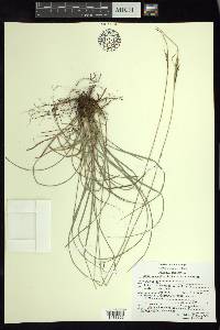 Carex mesophila image