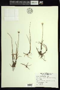 Eriophorum scheuchzeri image