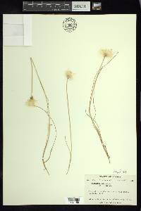 Eriophorum scheuchzeri image