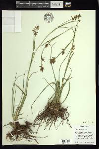 Carex humboldtiana image