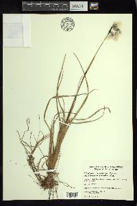 Eriophorum angustifolium image