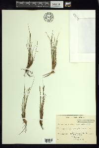 Carex myosuroides image