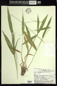 Dichanthelium xanthophysum image