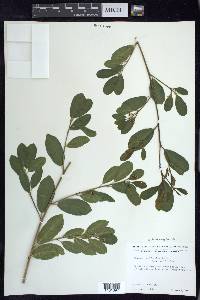 Frangula californica image