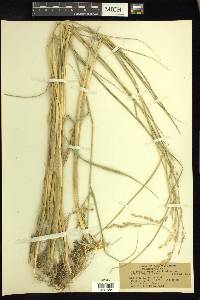 Scolochloa festucacea image