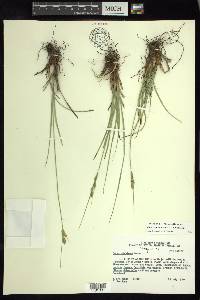 Carex dentata image