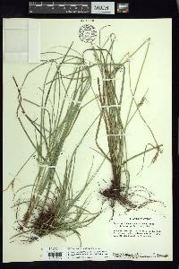Carex angustilepis image