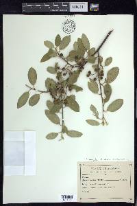 Frangula californica image