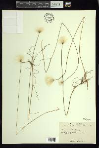 Eriophorum scheuchzeri image