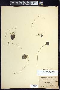 Nymphoides aquatica image