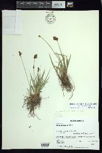 Carex haydeniana image