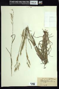 Bromus texensis image