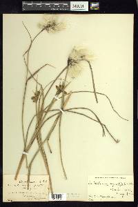 Eriophorum angustifolium image