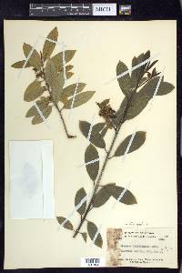 Frangula californica image