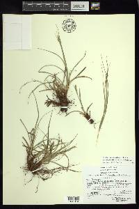 Carex angustilepis image